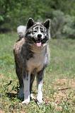 AKITA INU 368